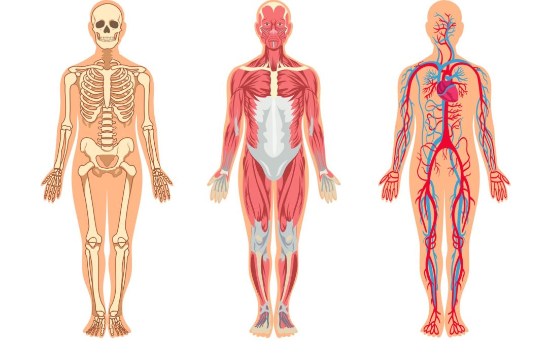 Prévenir les Troubles Musculo-squelettiques (TMS)